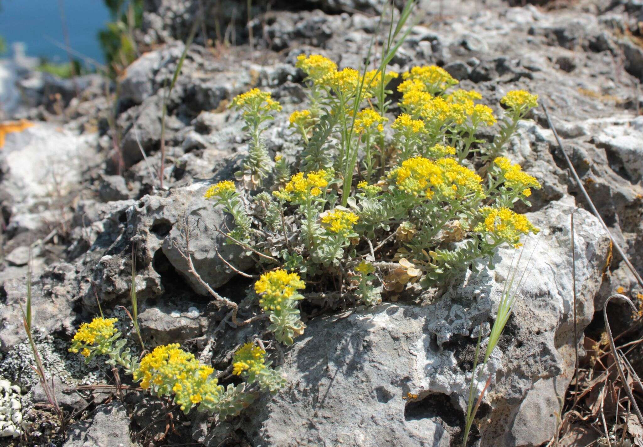 Sivun Alyssum tortuosum Waldst. & Kit. ex Willd. kuva