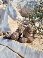 Image de Ceropegia pedicellata (Schinz) Bruyns