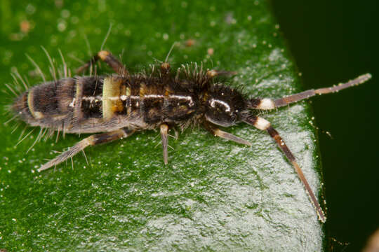 Image of hairy-back girdled springtail