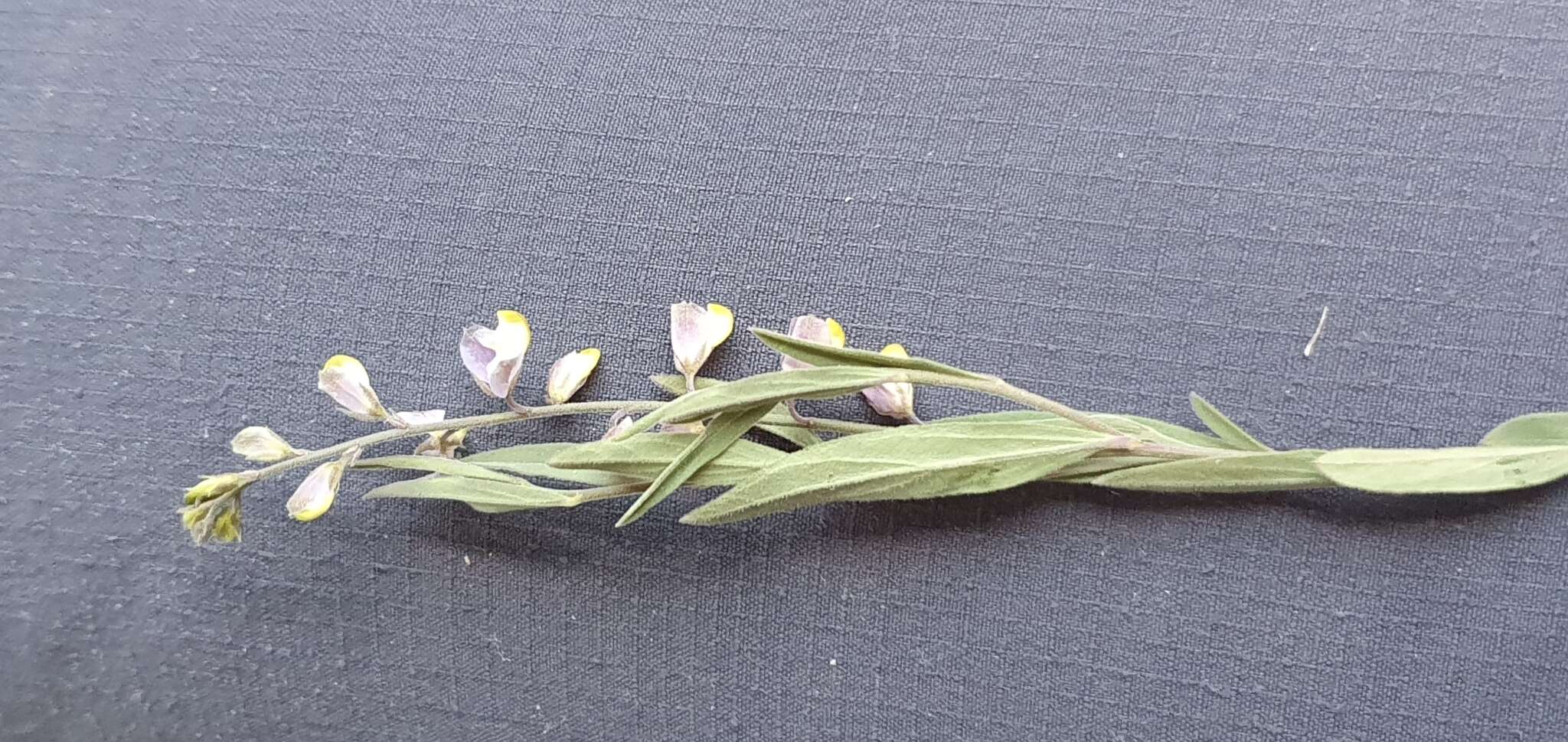 Image of velvetseed milkwort