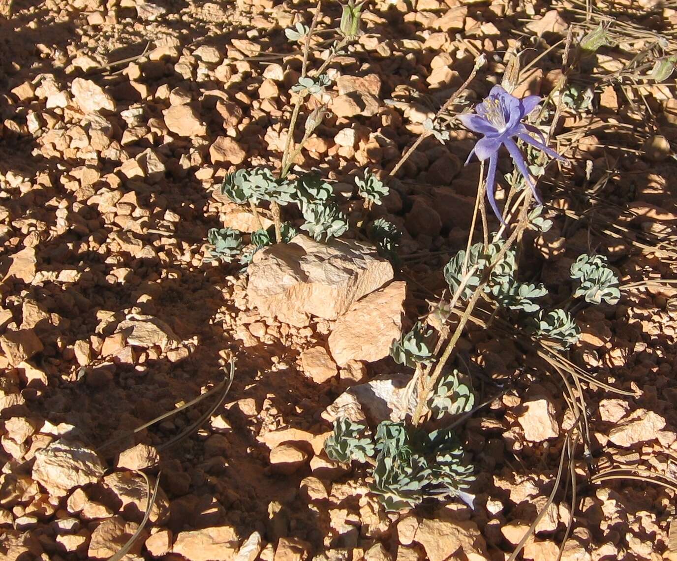 Image of Utah columbine