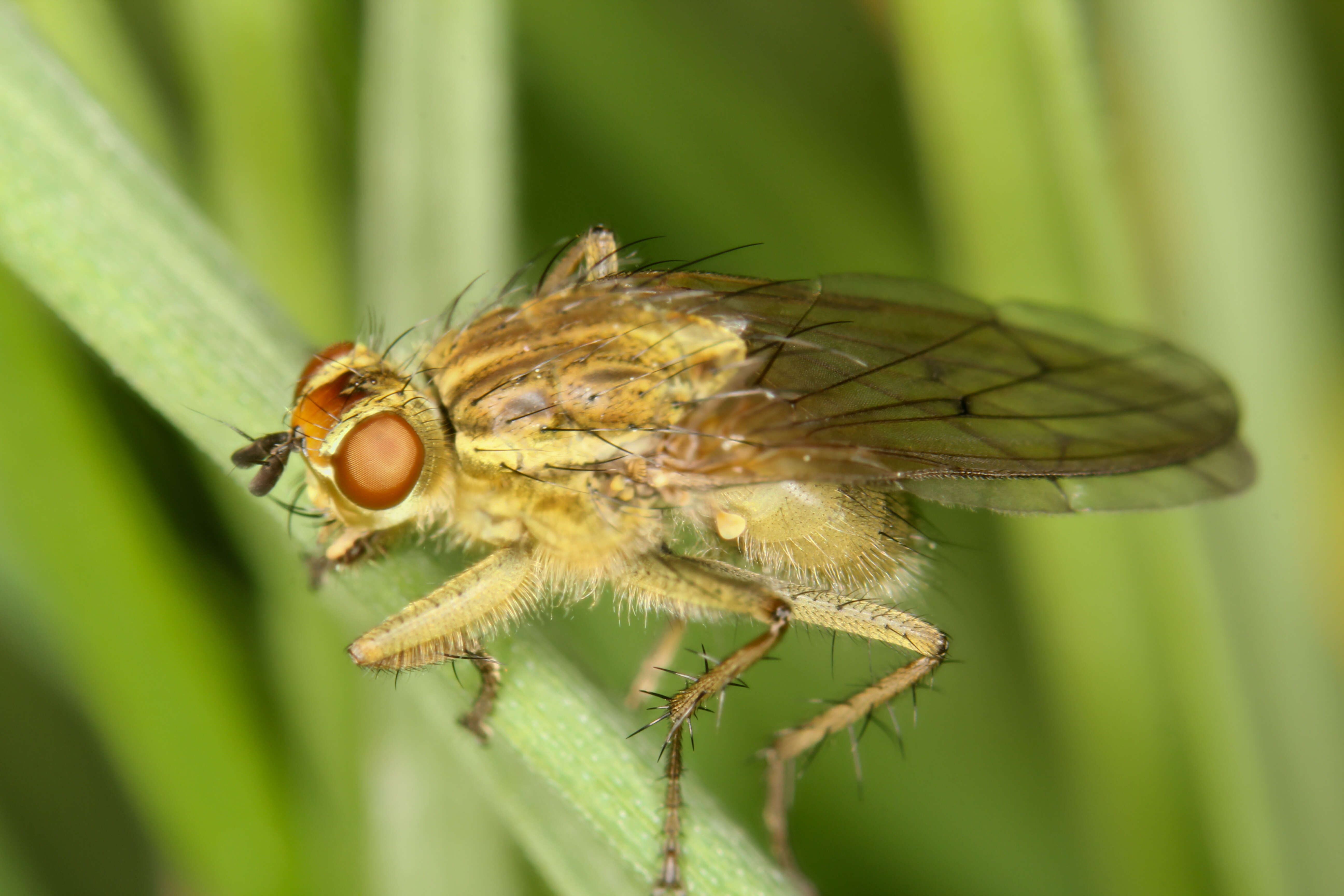 Image of Scathophaga stercoraria (Linnaeus 1758)