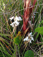 Image of Lawn orchid