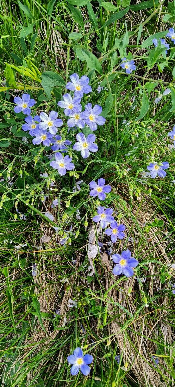 Imagem de Linum alpinum Jacq.