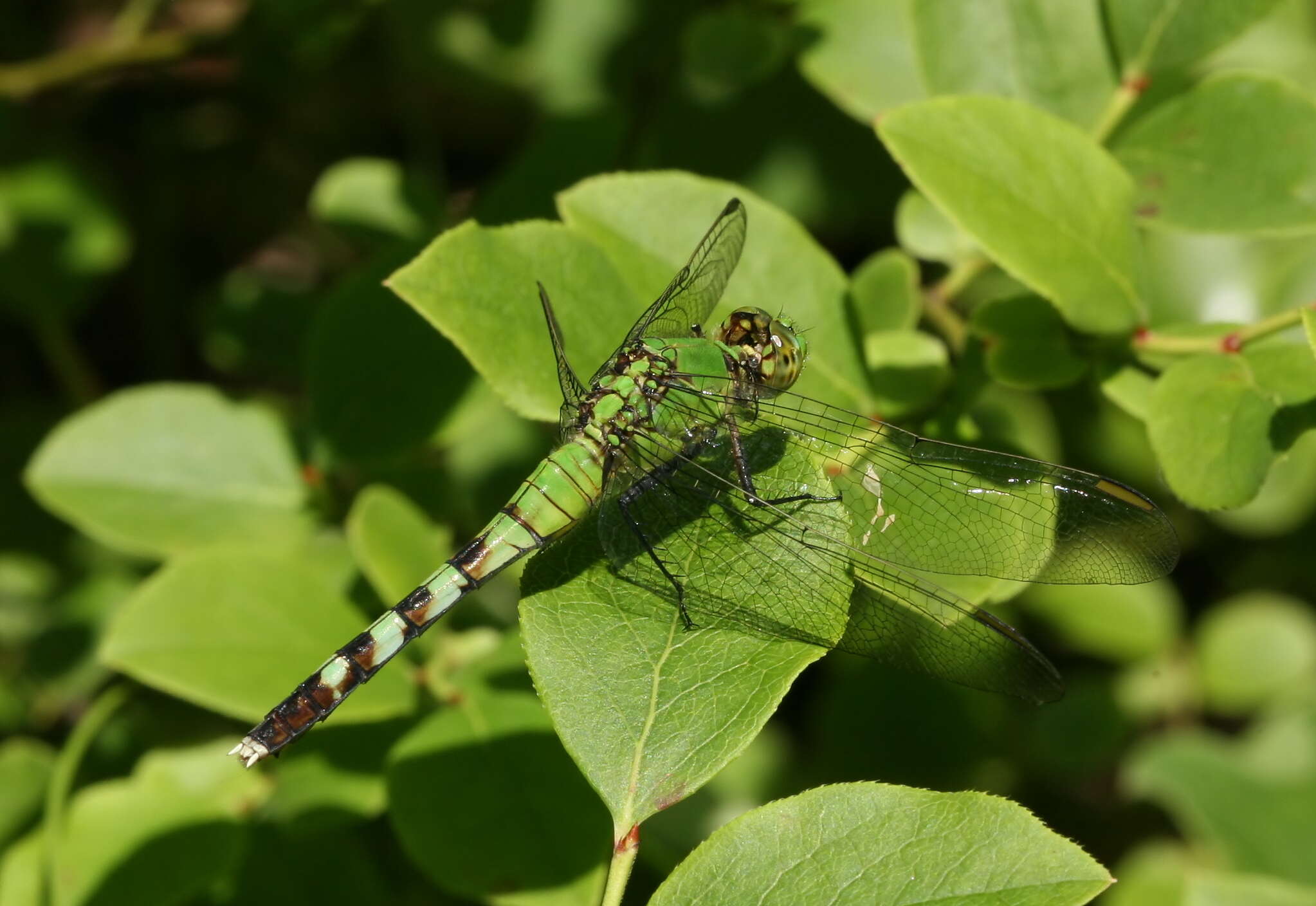 Imagem de Erythemis simplicicollis (Say 1840)