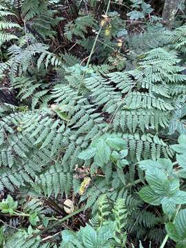 Image of Hawaii Twin-Sorus Fern