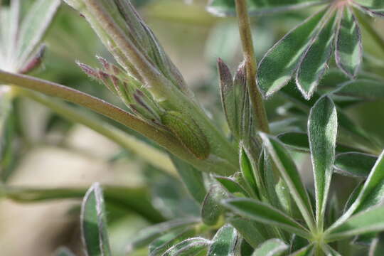 Image of Icaricia icarioides blackmorei