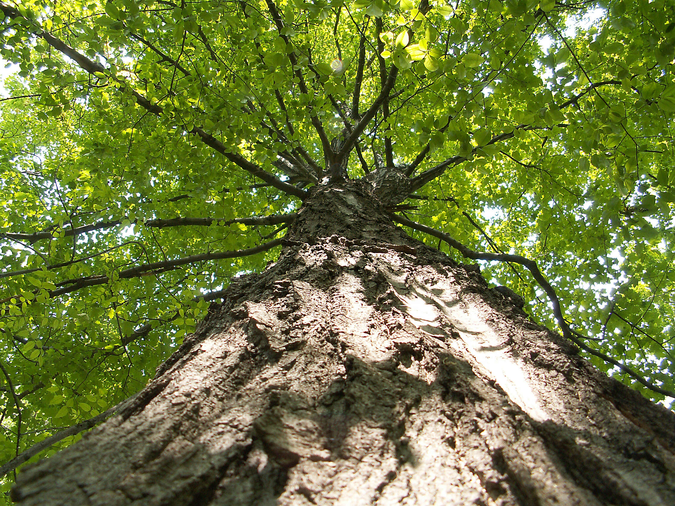 Image of sugar maple