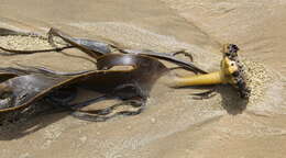 Image of New Zealand bull kelp