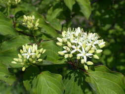 Image of bloodtwig dogwood