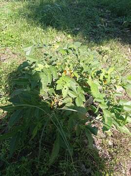 Image of woolly senna