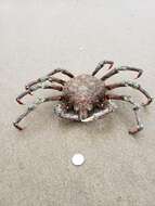 Image of Sheep crab