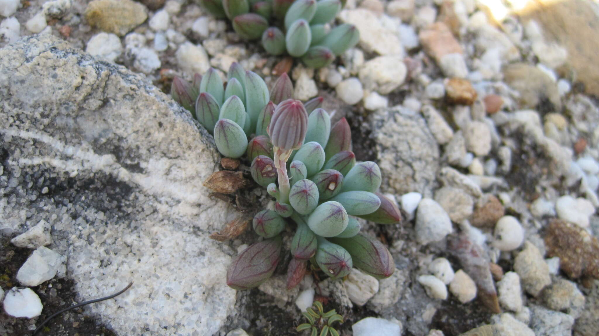 Image of Curio repens (L.) P. V. Heath