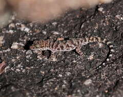 Image of Bynoe's gecko