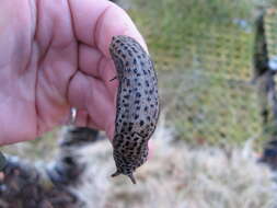 Image of Limax Linnaeus 1758