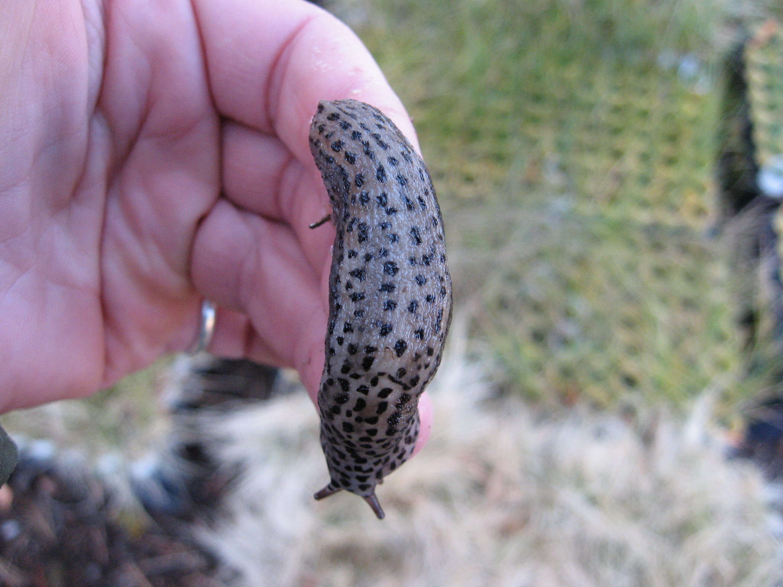 Image de Limax Linnaeus 1758