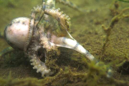 Image of Southern blue-ringed octopus