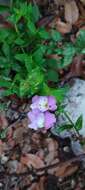 Image de Antirrhinum linkianum Boiss. & Reuter