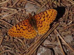 Image of Western Meadow Fritillary