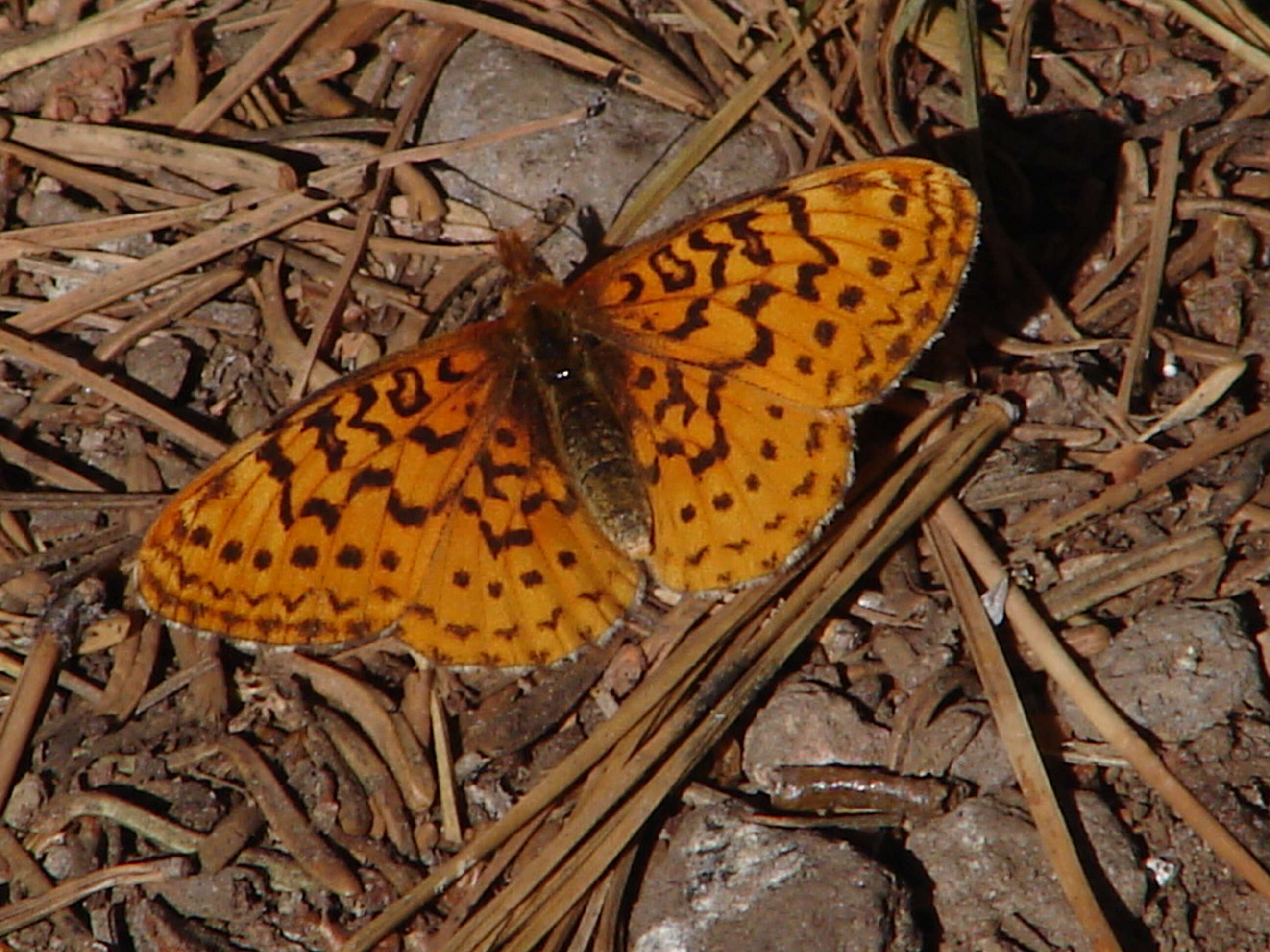 Image of Western Meadow Fritillary