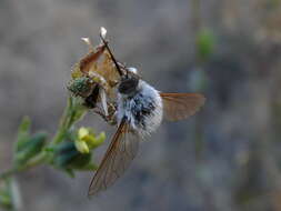 Image of Large bee-fly