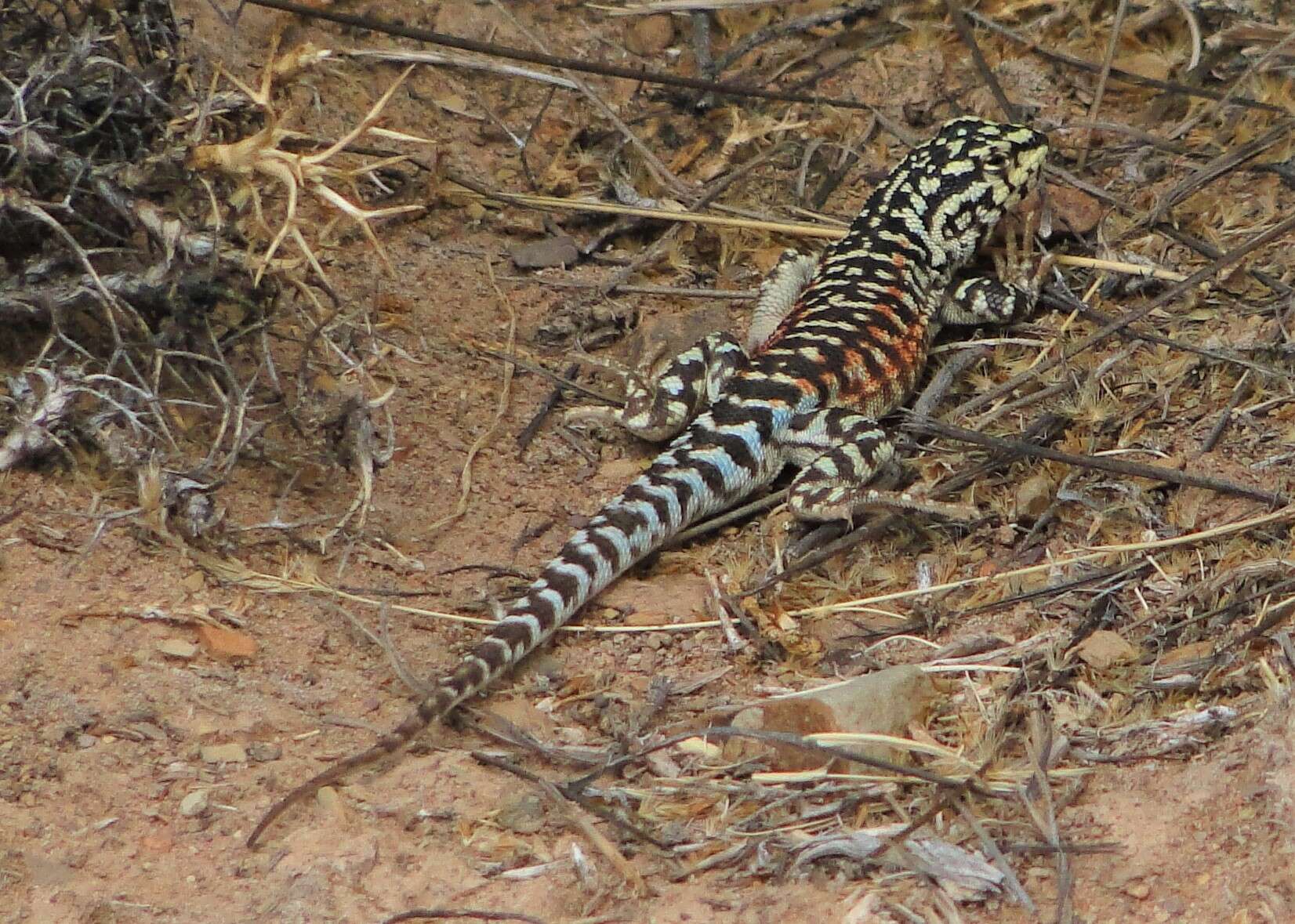 Image de Liolaemus ornatus Koslowsky 1898