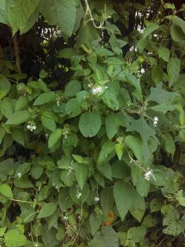 Image de Croton ciliatoglandulifer Ortega