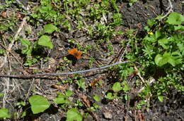 Image of Western Meadow Fritillary