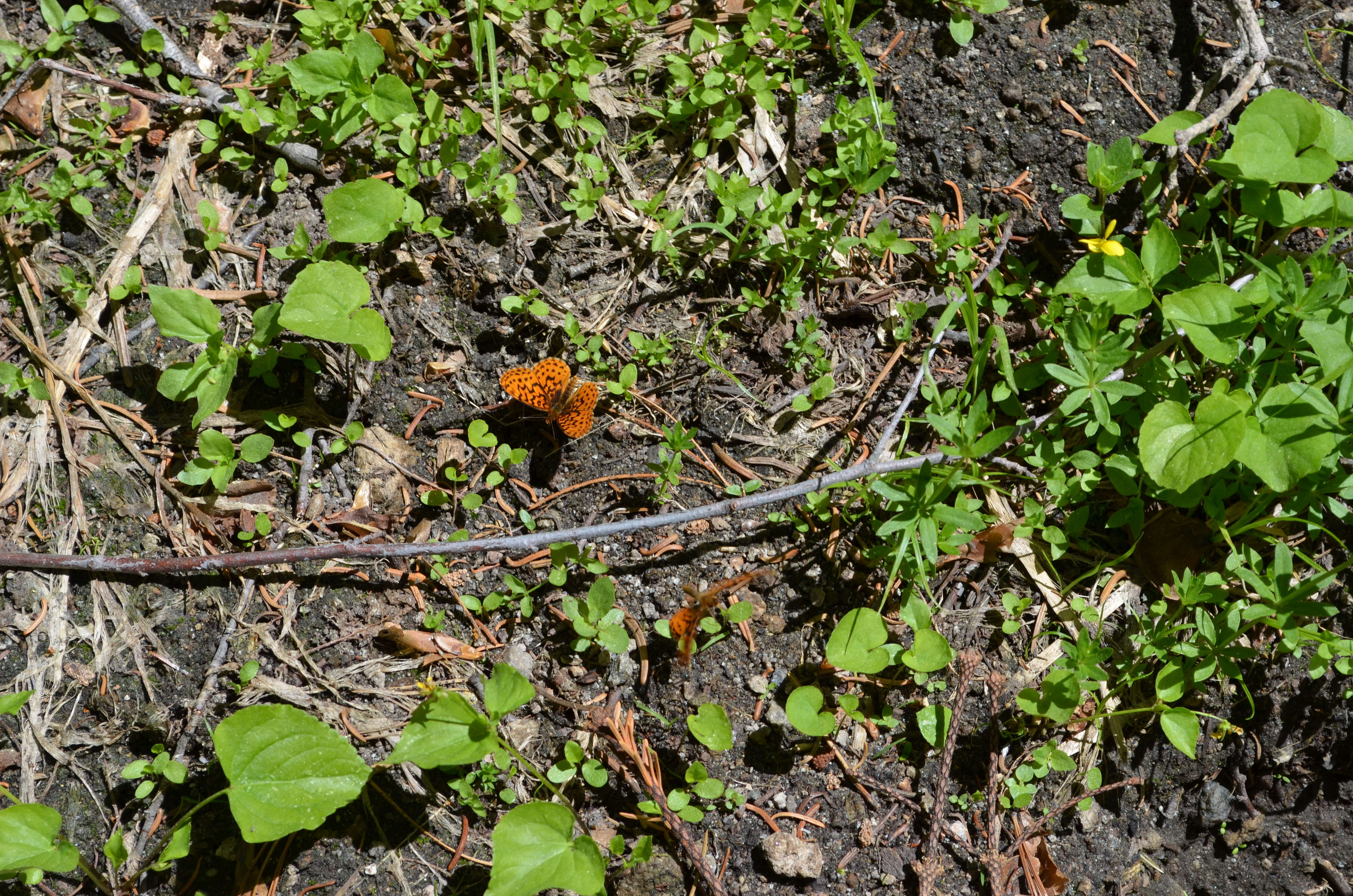 Image of Western Meadow Fritillary