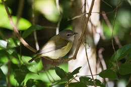 Слика од Pachycephala simplex Gould 1843