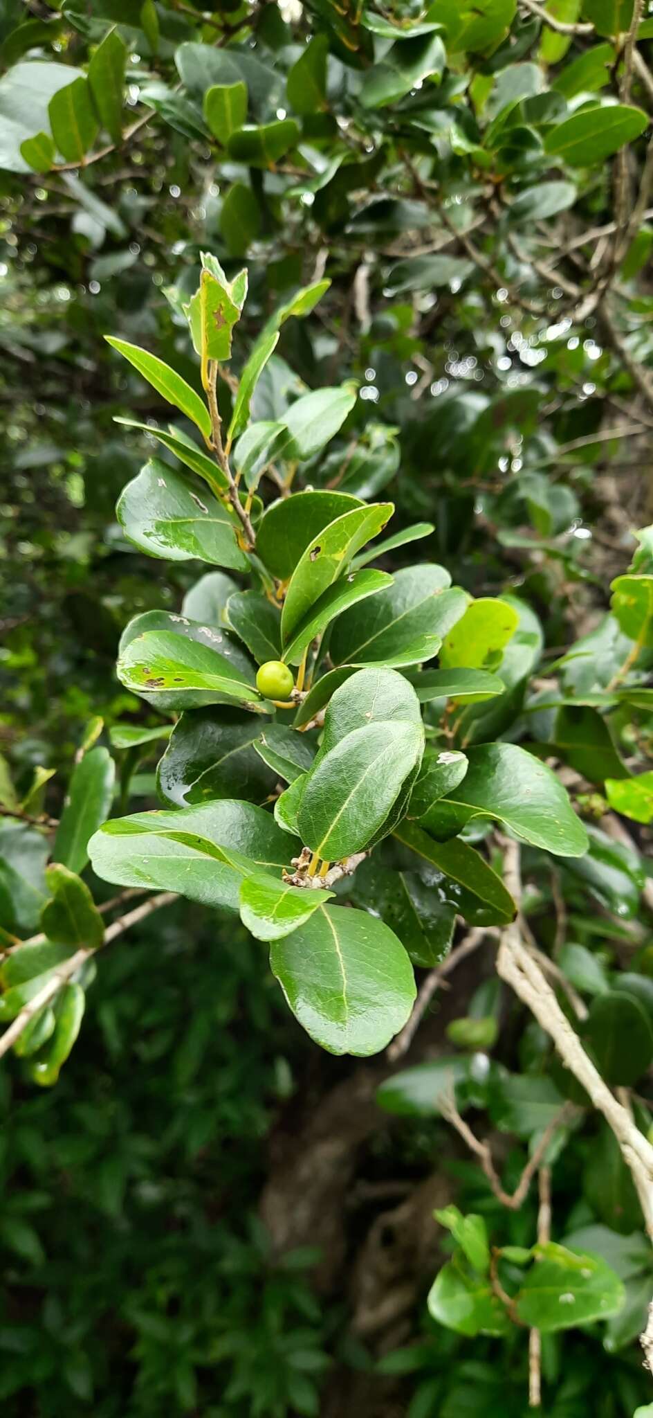 Image of Drypetes sepiaria (Wight & Arn.) Pax & K. Hoffm.