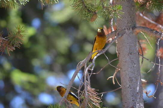 Image of Black-headed Grosbeak