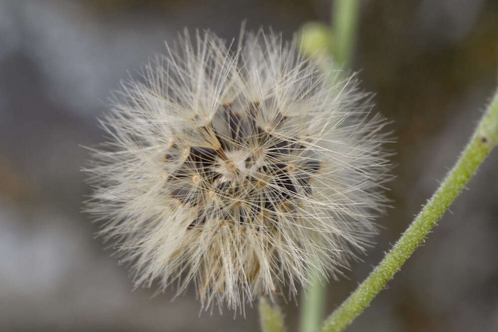 Image of Hieracium australe R. E. Fr.