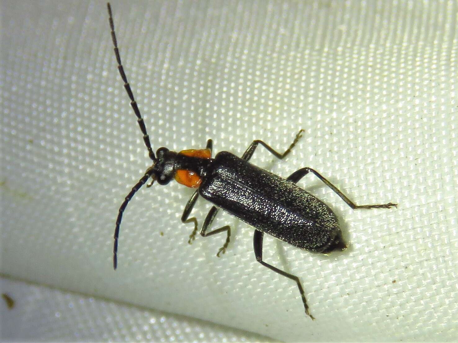 Image de <i>Rhagonycha lineola</i>