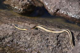 Image of Common Garter Snake