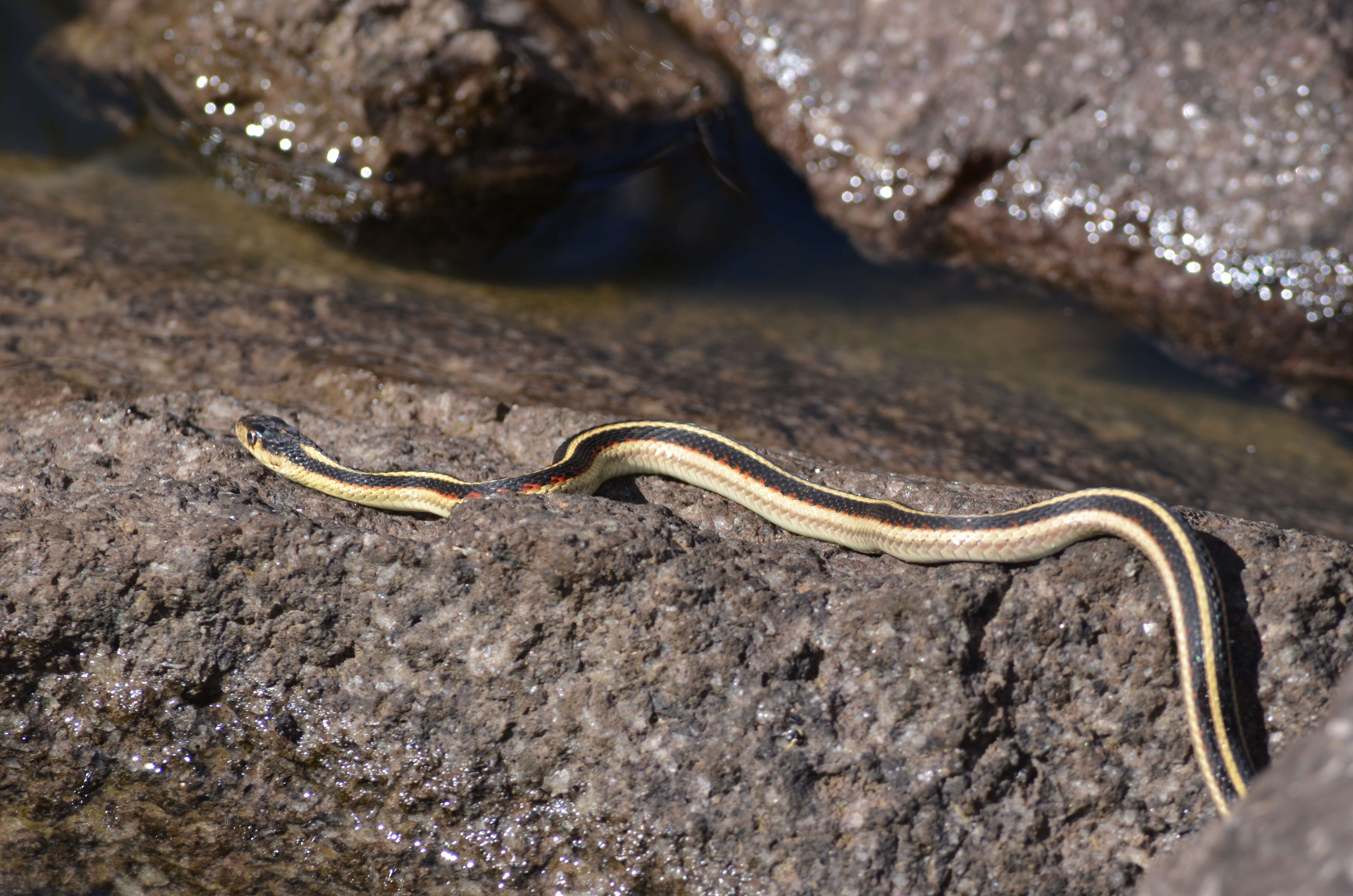 Image of Common Garter Snake