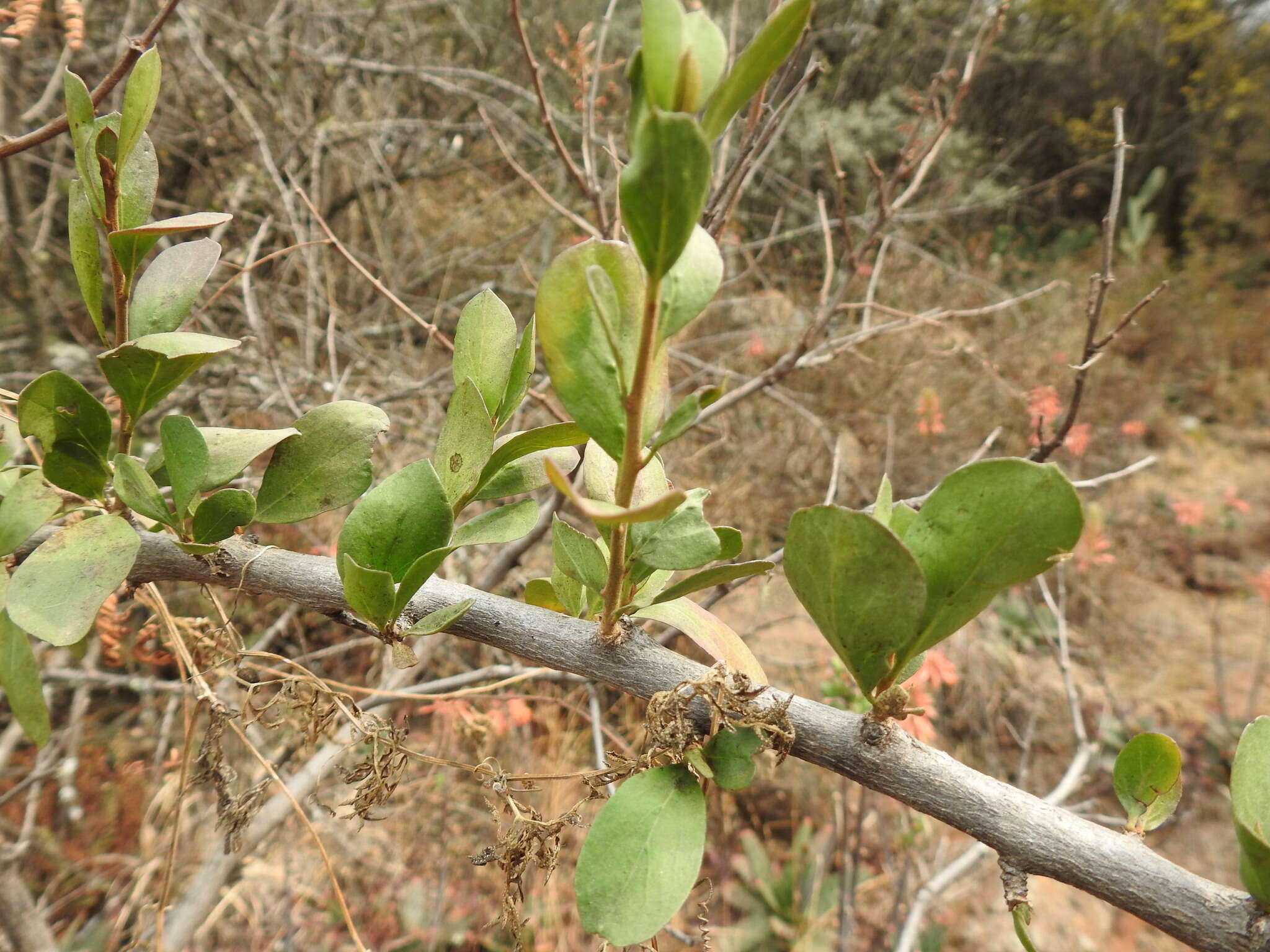 Image of Ehretia rigida subsp. nervifolia Retief & A. E. van Wyk