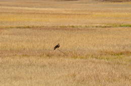 Image of Northern Harrier