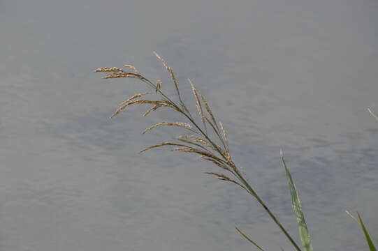 Image of giant cutgrass