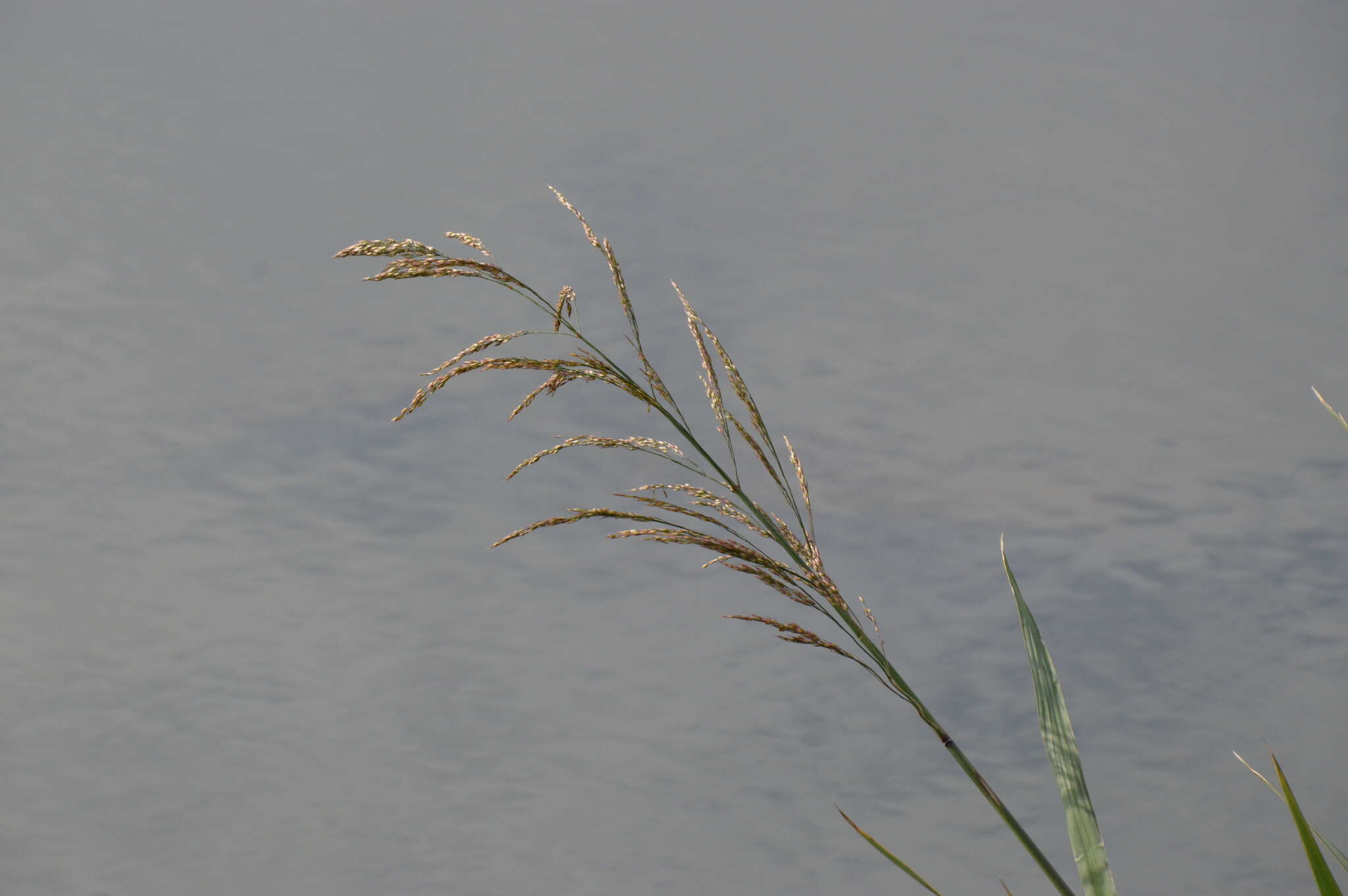 Sivun Zizaniopsis miliacea (Michx.) Döll & Asch. kuva