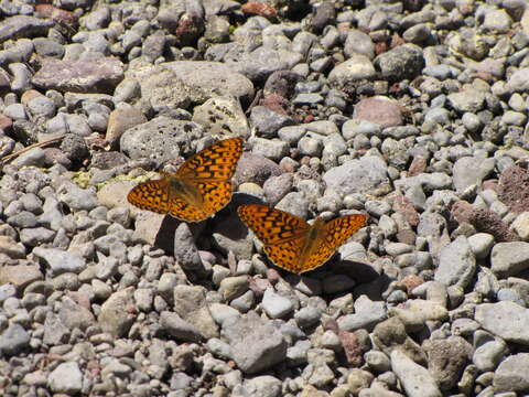 صورة Speyeria hydaspe Boisduval 1869