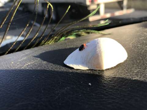 Image of Shiny Flea Beetle