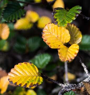 Image of Nothofagus gunnii (Hook. fil.) Oerst.