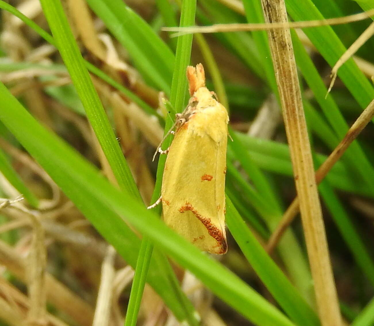 Image of Agapeta