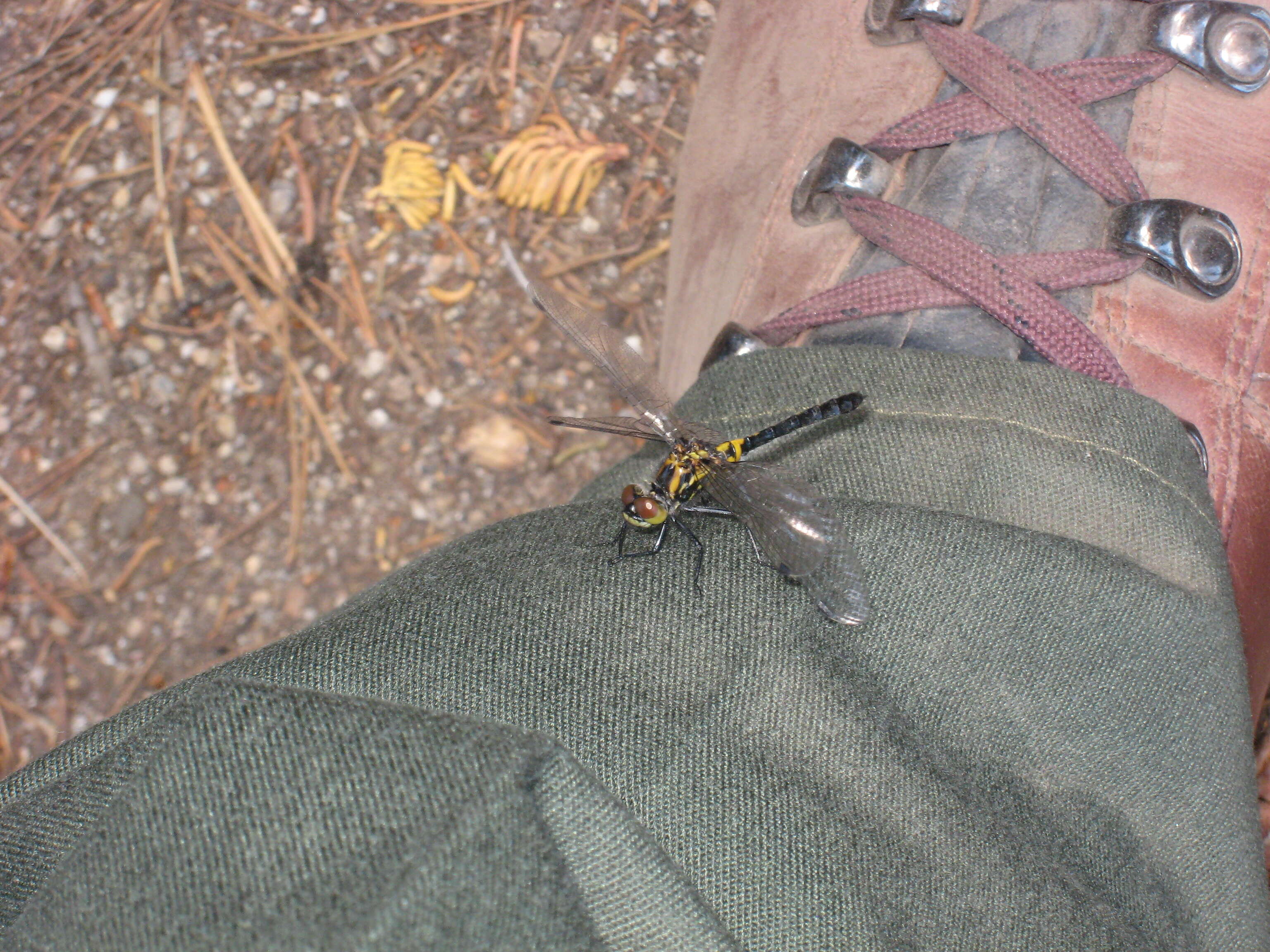 Image of black darter