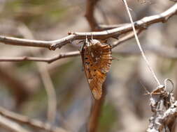 Plancia ëd Charaxes jahlusa Trimen 1862