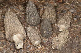 Image de Morchella tomentosa M. Kuo 2008