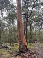 Image of gray gum