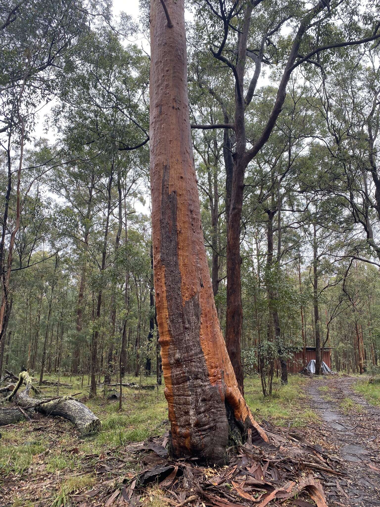 Image of gray gum