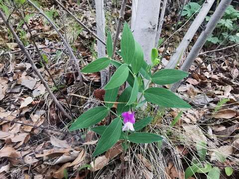 Lathyrus whitei Kupicha的圖片